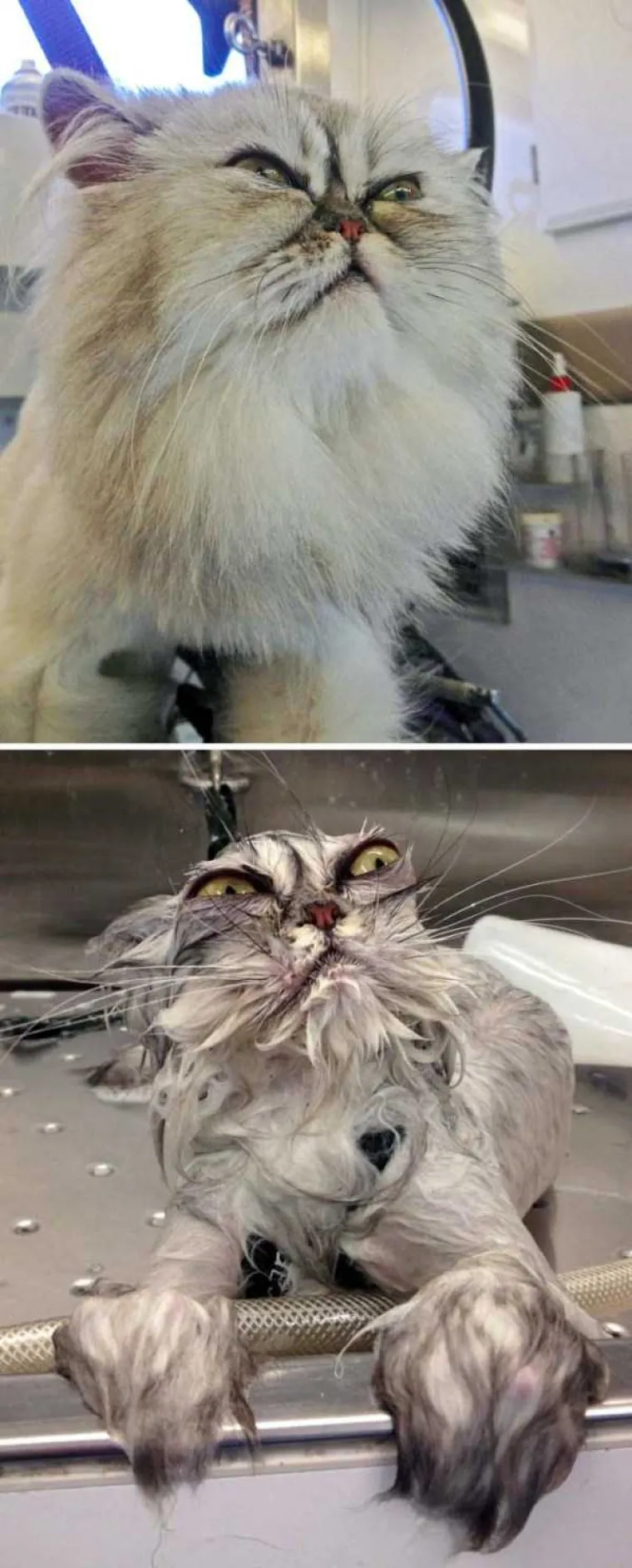 MRZE VODU, A IMAJU I DOBAR RAZLOG: Pogledajte urnebesne prizore ljubimaca prije i nakon kupanja