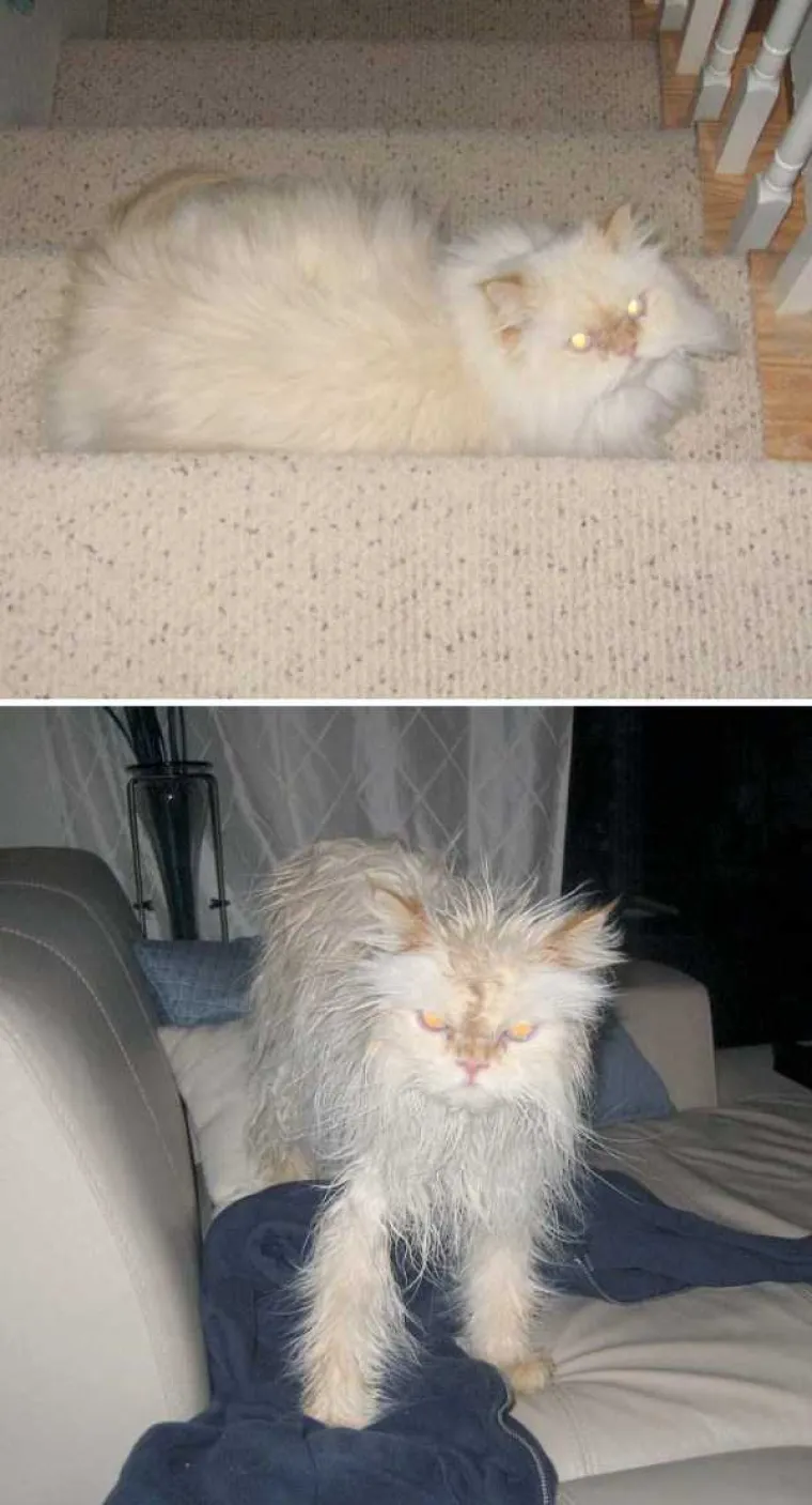 MRZE VODU, A IMAJU I DOBAR RAZLOG: Pogledajte urnebesne prizore ljubimaca prije i nakon kupanja