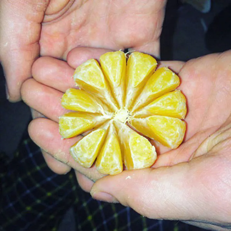 NOVA VRSTA PORNOGRAFIJE NIJE BA&Scaron; ZA SVE: Klinci pronalaze bizarne načine zabave