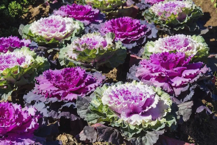 Raznobojni kelj: Vidite na &scaron;to mislimo?