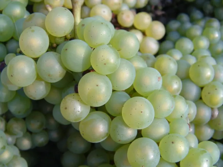 U Španjolskoj ćete u ponoć na Novu godinu pojesti 12 bobica grožđa. Svaki put kad odbije jedan sat, Španjolci pojedu po jednu bobicu kako bi imali sreće u sljedećih 12 mjeseci