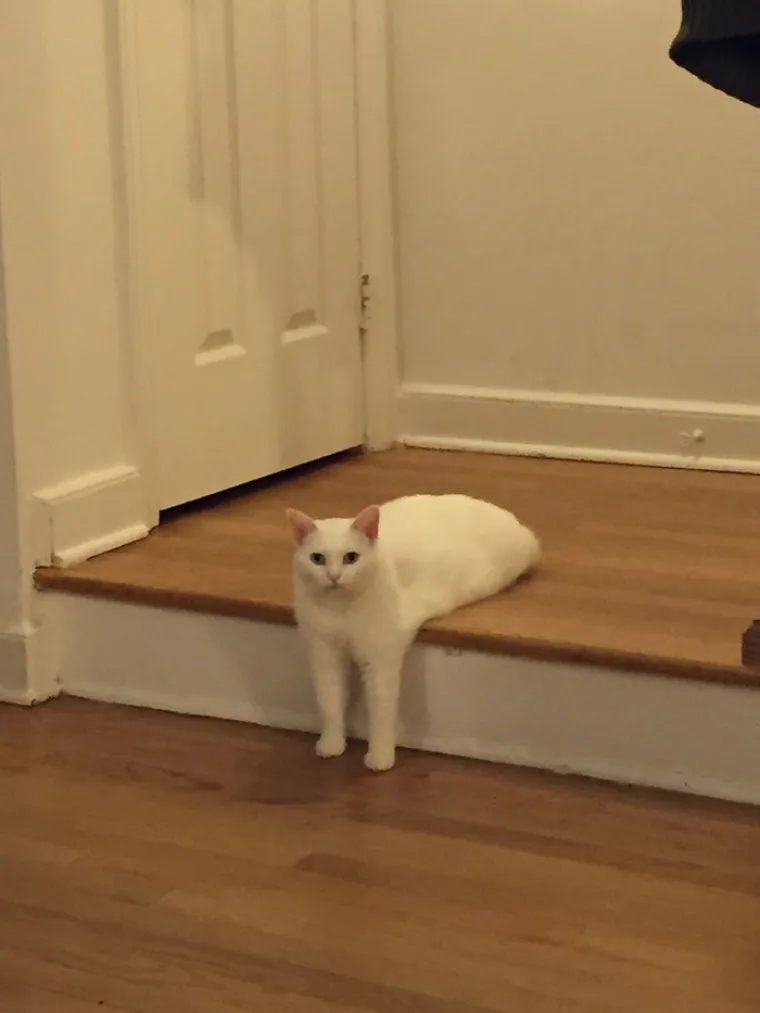 Nakon &scaron;to je na internetu osvanula slika 'polumačke', ljudi su se odlučili zabaviti i foto&scaron;opirati mačku koja izgleda kao da nema stražnje noge. Rezultate njihove zabave okupili smo u galeriji.