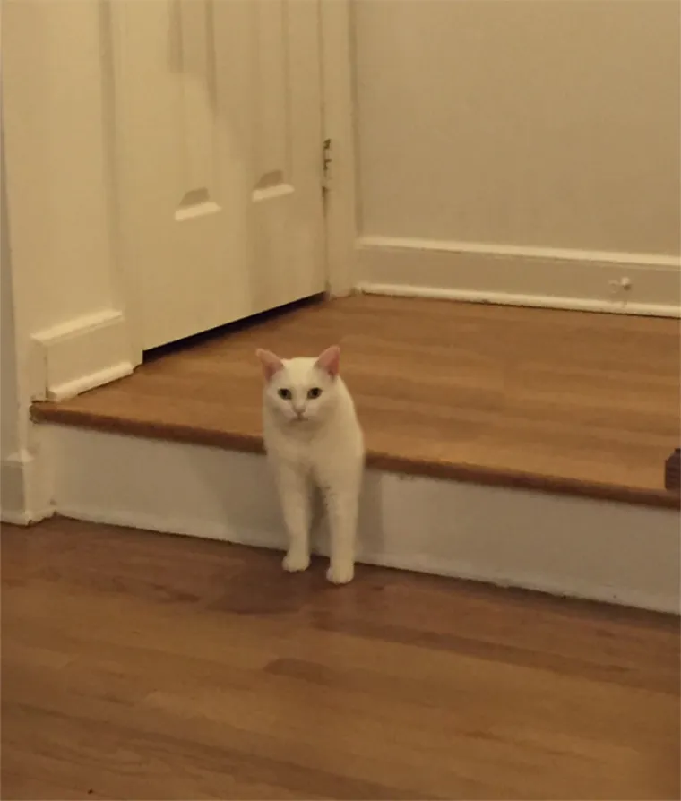 POLUMAČKA KOJA JE ZABAVILA SVIJET: Smije&scaron;na fotka inspirirala ljude na jo&scaron; smje&scaron;nije fotomontaže