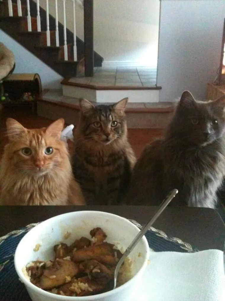 Neki ljubimci žele biti poput ljudi, a drugi jednostavno žele jesti hranu koju jedu ljudi. Kako to izgleda kada životinje gledaju va&scaron;u hranu iz prikrajka, svakako pogledajte u galeriji.