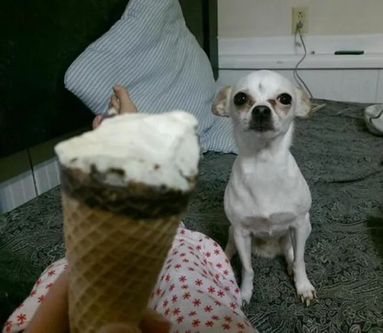 JEZIVE FOTKE LJUBIMACA KOJI SAMO ŽELE HRANU: Vlasnici snimili svoje životinje koje samo čekaju...