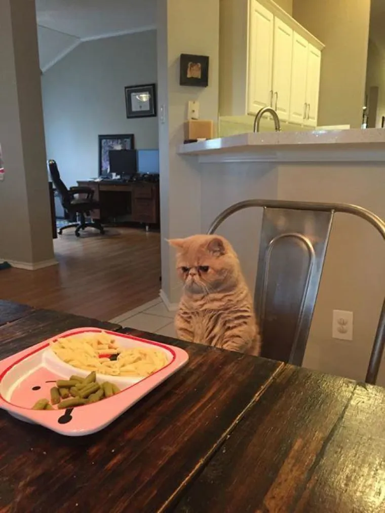 JEZIVE FOTKE LJUBIMACA KOJI SAMO ŽELE HRANU: Vlasnici snimili svoje životinje koje samo čekaju...