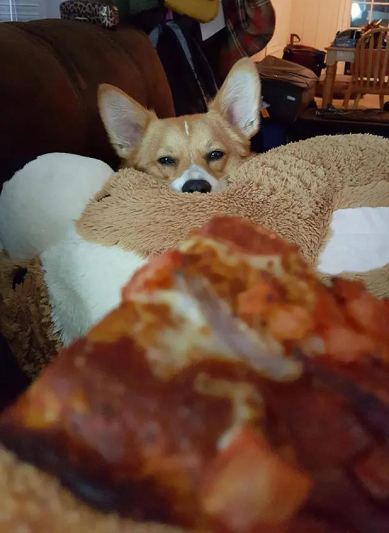 JEZIVE FOTKE LJUBIMACA KOJI SAMO ŽELE HRANU: Vlasnici snimili svoje životinje koje samo čekaju...