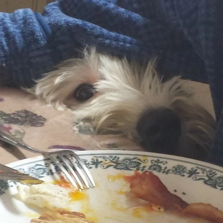 JEZIVE FOTKE LJUBIMACA KOJI SAMO ŽELE HRANU: Vlasnici snimili svoje životinje koje samo čekaju...