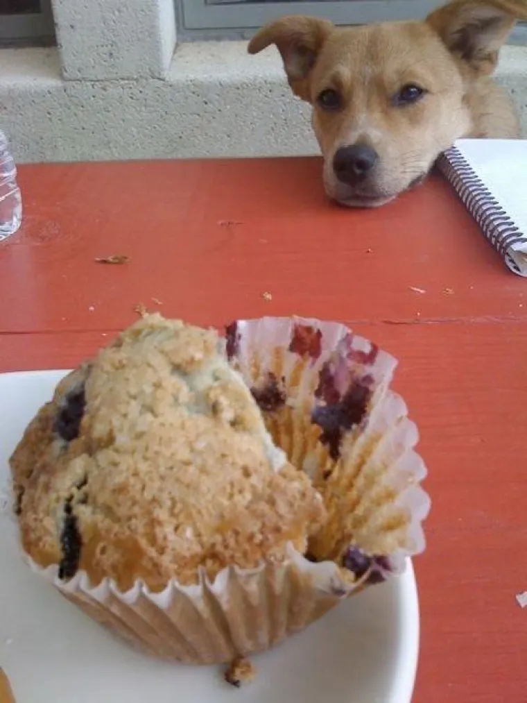 JEZIVE FOTKE LJUBIMACA KOJI SAMO ŽELE HRANU: Vlasnici snimili svoje životinje koje samo čekaju...