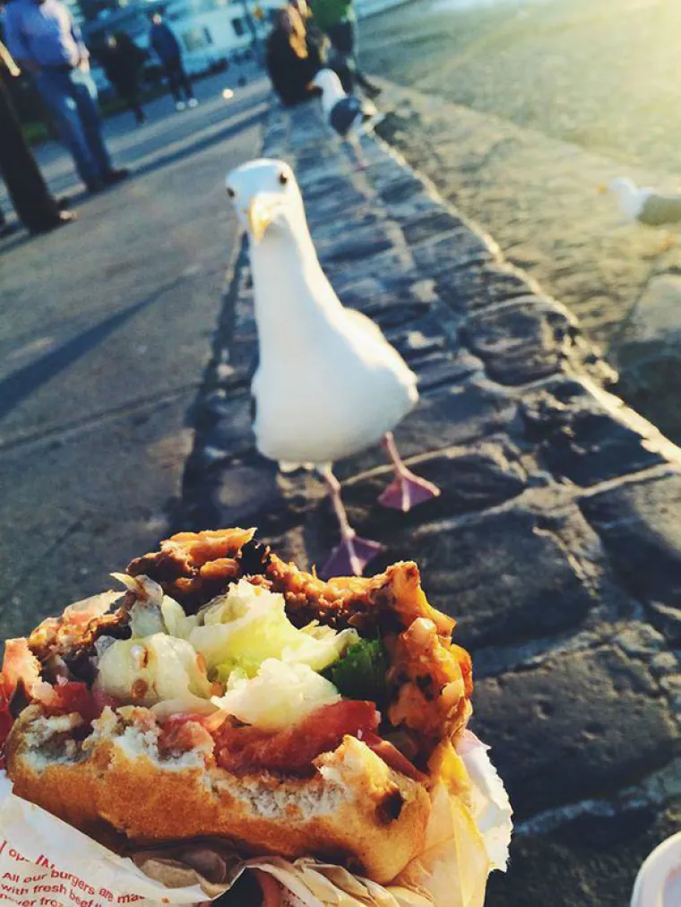 JEZIVE FOTKE LJUBIMACA KOJI SAMO ŽELE HRANU: Vlasnici snimili svoje životinje koje samo čekaju...