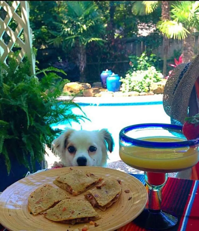 JEZIVE FOTKE LJUBIMACA KOJI SAMO ŽELE HRANU: Vlasnici snimili svoje životinje koje samo čekaju...