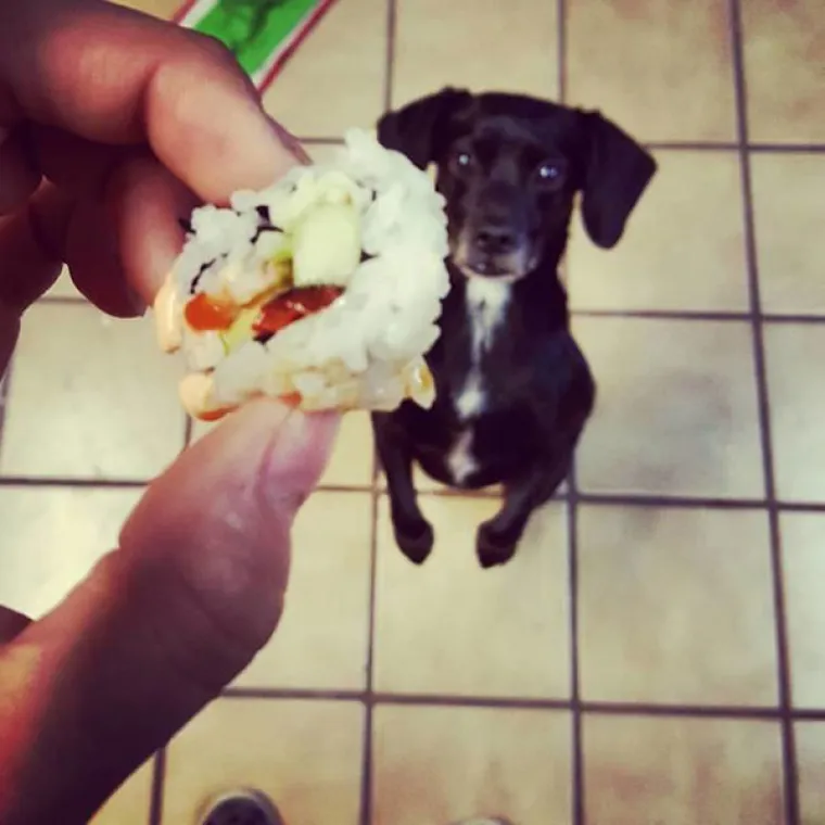 JEZIVE FOTKE LJUBIMACA KOJI SAMO ŽELE HRANU: Vlasnici snimili svoje životinje koje samo čekaju...