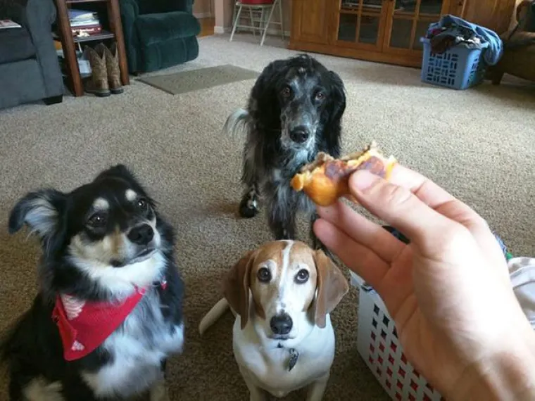 JEZIVE FOTKE LJUBIMACA KOJI SAMO ŽELE HRANU: Vlasnici snimili svoje životinje koje samo čekaju...