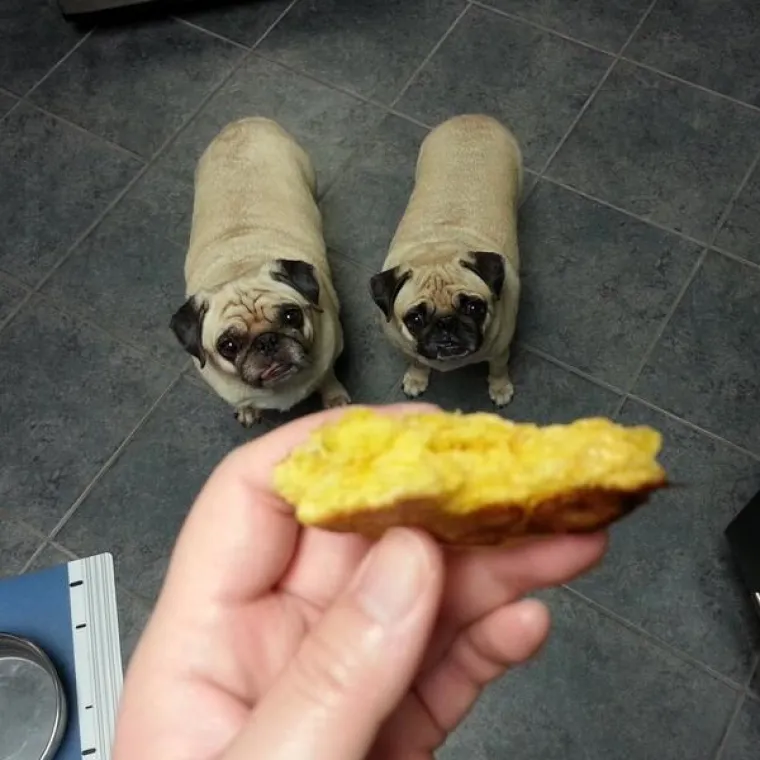 JEZIVE FOTKE LJUBIMACA KOJI SAMO ŽELE HRANU: Vlasnici snimili svoje životinje koje samo čekaju...