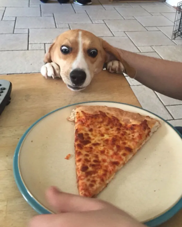 JEZIVE FOTKE LJUBIMACA KOJI SAMO ŽELE HRANU: Vlasnici snimili svoje životinje koje samo čekaju...