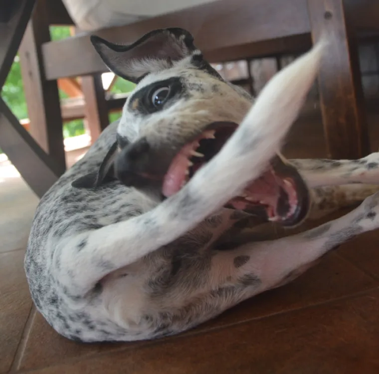 KAMERA IH UHVATILA TRENUTAK PRIJE FAILOVA: Nisu ni znali koliko će boljeti