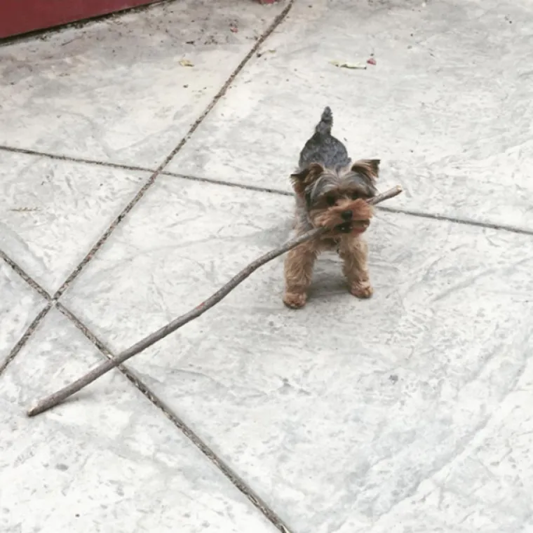 NAJMANJI PSIĆI NA SVIJETU: Tako su slatki i mali da je čudo &scaron;to ih nitko nije pojeo!