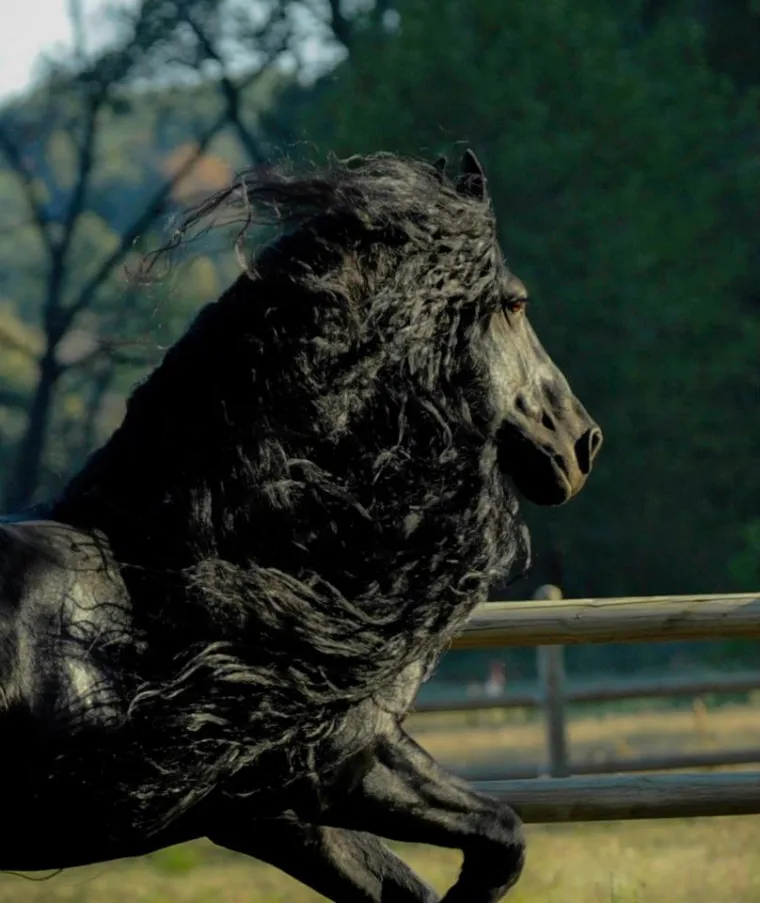 FREDRIK VELIKI: Konj izgleda kao da je ispao iz neke bajke, pogledajte ga samo!