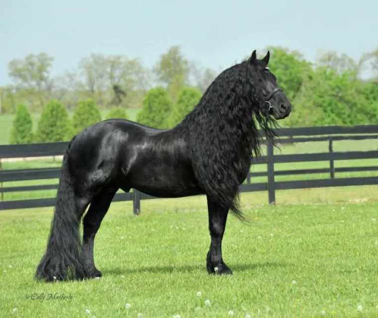 FREDRIK VELIKI: Konj izgleda kao da je ispao iz neke bajke, pogledajte ga samo!