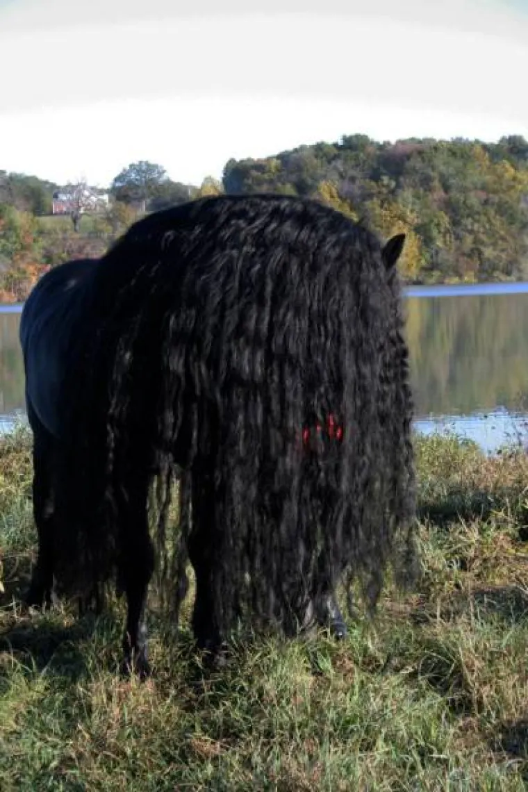 FREDRIK VELIKI: Konj izgleda kao da je ispao iz neke bajke, pogledajte ga samo!