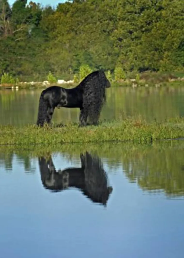 FREDRIK VELIKI: Konj izgleda kao da je ispao iz neke bajke, pogledajte ga samo!