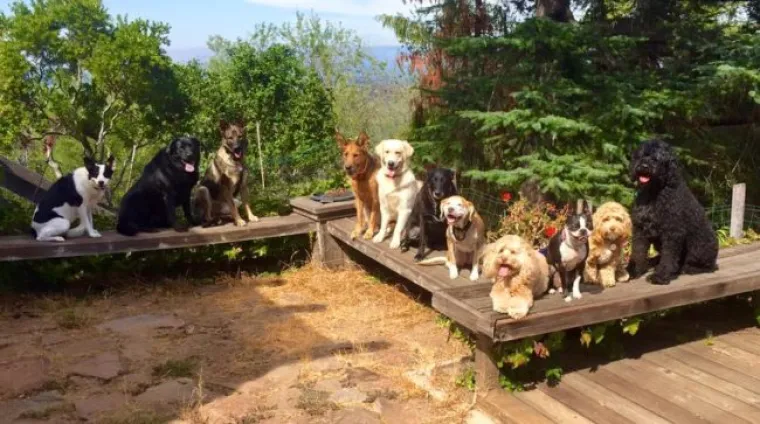 IZUM ZA SVE LJUBITELJE PASA KOJI ĆE VAM OLAK&Scaron;ATI ŽIVOT: Jedina uzica koja će vam trebati