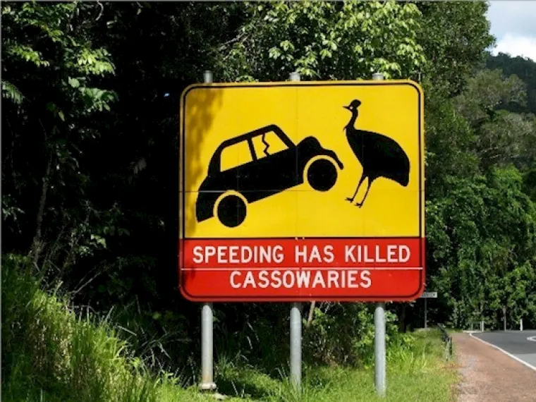 U stvari, tek malo manji dinosauri