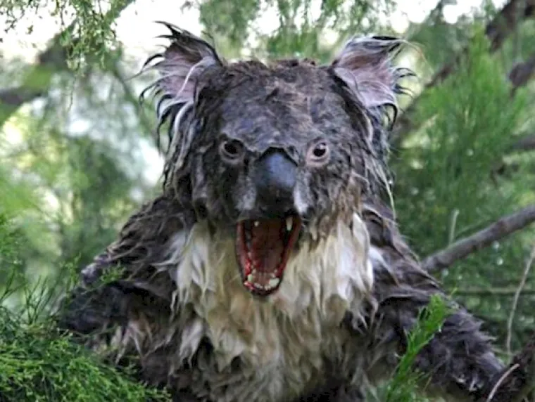 Sva sreća pa su koale umljate...