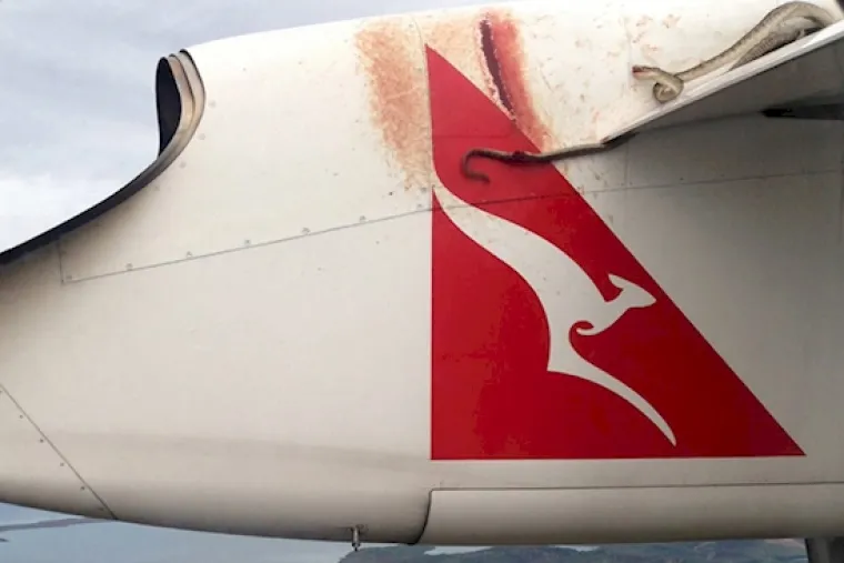 Na&scaron;i poskoci skaču s drveta. Austaralske zmije lete avionom!!!