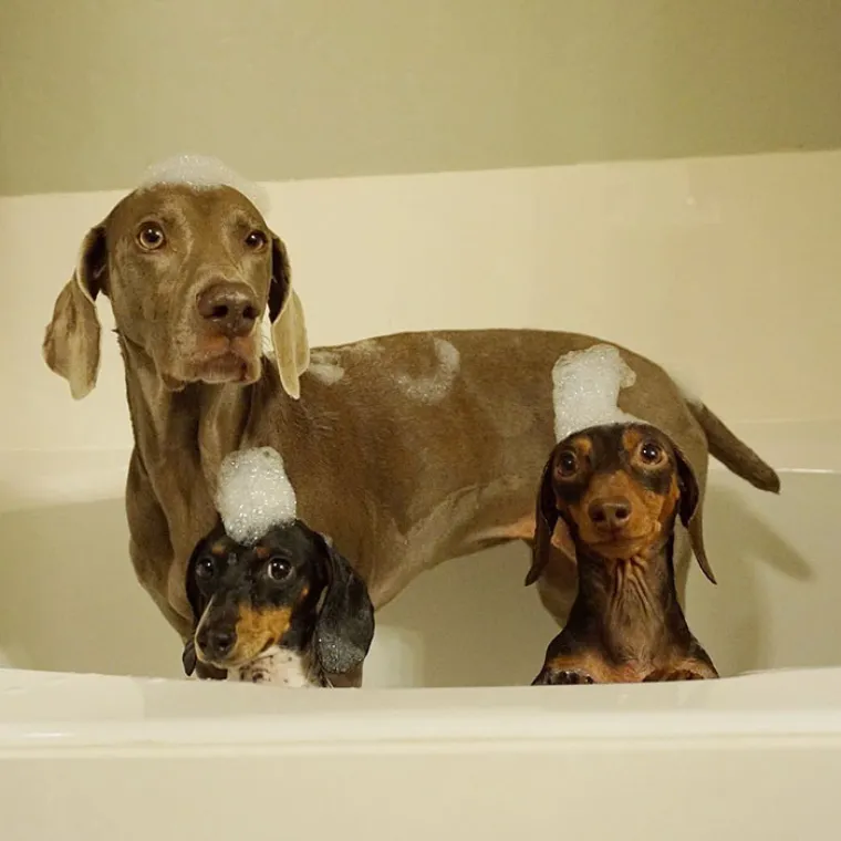 POPRAVITE SI DAN: Njihove preslatke uspavane face savr&scaron;en su recept za dobro raspoloženje