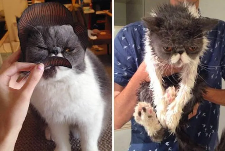 Nakon napornog dana volimo se zavaliti u kadu i isprati sav jad sa sebe. Ne zna se za&scaron;to, ali neki ljubimci ne dijele tu na&scaron;u strast za potapanjem u vodu. Bez obzira jesu li užasnuti ili jednostavno bijesni, ove slike prije i poslije kupanja najboljE pokazuju kako je ponekad te&scaron;ko biti ljubimac.