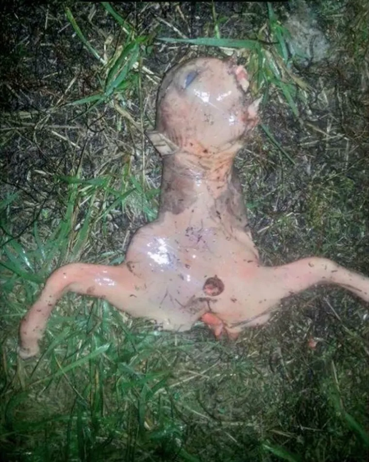 Izvanzemaljac iz Kalifornije pronađen je nakon eksplozije NLO-a na nebu. Slika se proširila internetom, no na slici je navodno kravlji fetus.