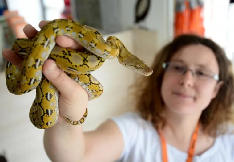 NEVJEROJATNE ZMIJURINE: Mrežasti i kraljevski piton u zagrebačkom Životinjskom kutku