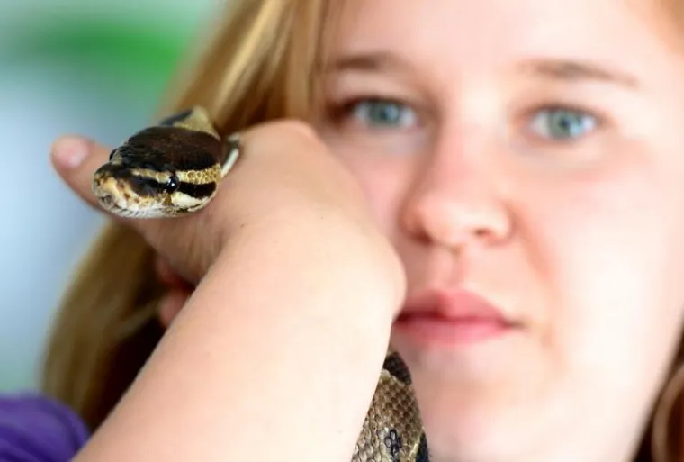 NEVJEROJATNE ZMIJURINE: Mrežasti i kraljevski piton u zagrebačkom Životinjskom kutku