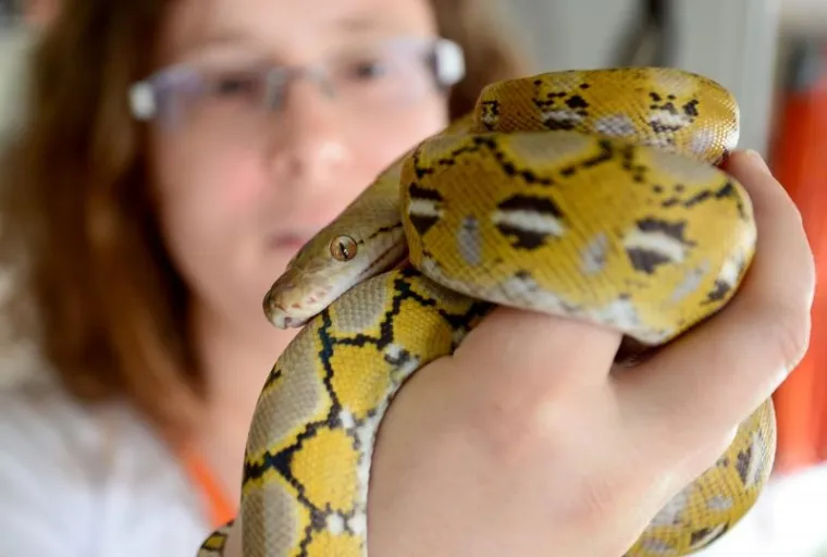 NEVJEROJATNE ZMIJURINE: Mrežasti i kraljevski piton u zagrebačkom Životinjskom kutku