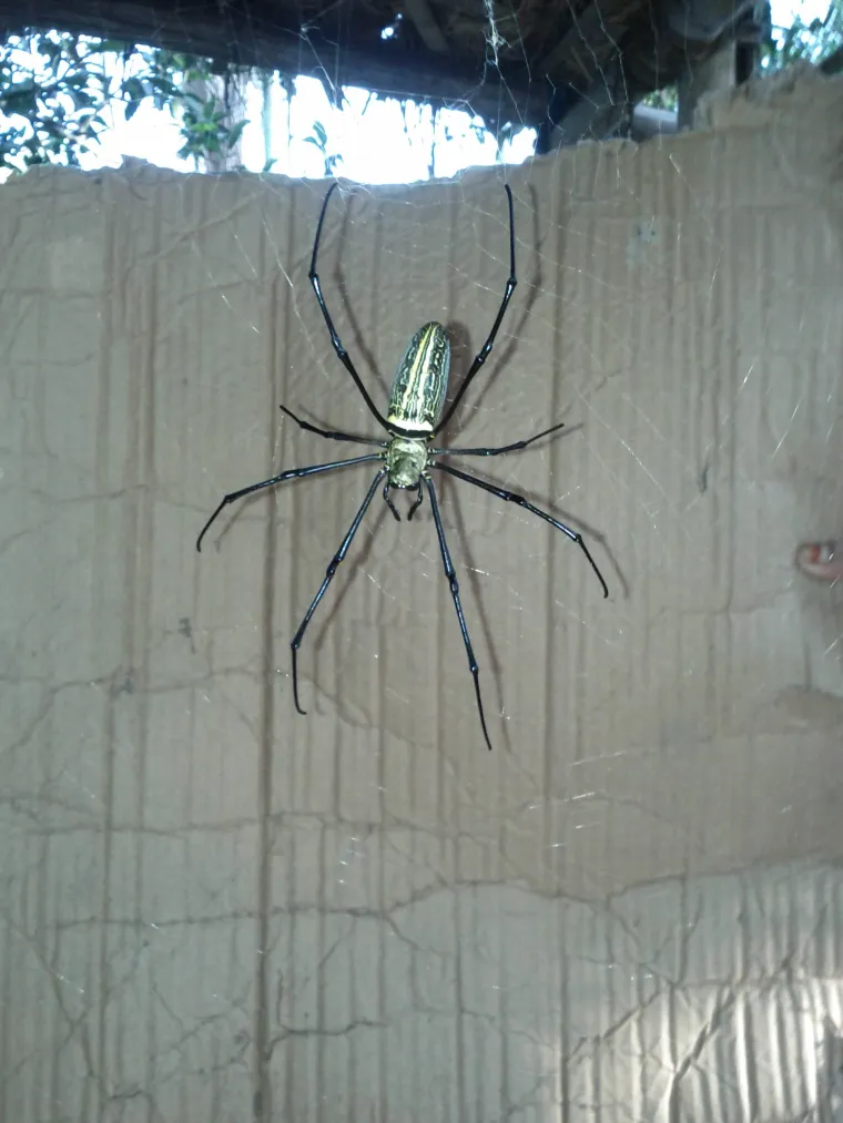 KAO IZ NOĆNE MORE: Uslikao ogromnog pauka, takvo ne&scaron;to ne želite sresti u svojem domu