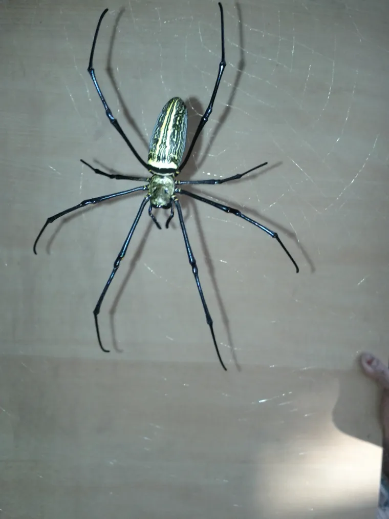 KAO IZ NOĆNE MORE: Uslikao ogromnog pauka, takvo ne&scaron;to ne želite sresti u svojem domu