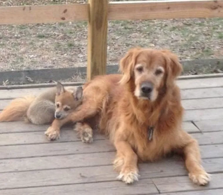 PRESLATKE FACE KOJE ĆE RIJE&Scaron;ITI SVE VA&Scaron;E PROBLEME: Zlatni retriveri idealna su terapija ba&scaron; za sve