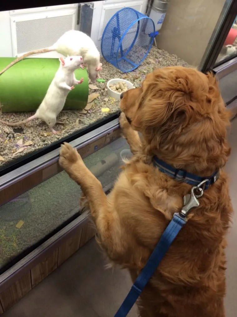 PRESLATKE FACE KOJE ĆE RIJE&Scaron;ITI SVE VA&Scaron;E PROBLEME: Zlatni retriveri idealna su terapija ba&scaron; za sve