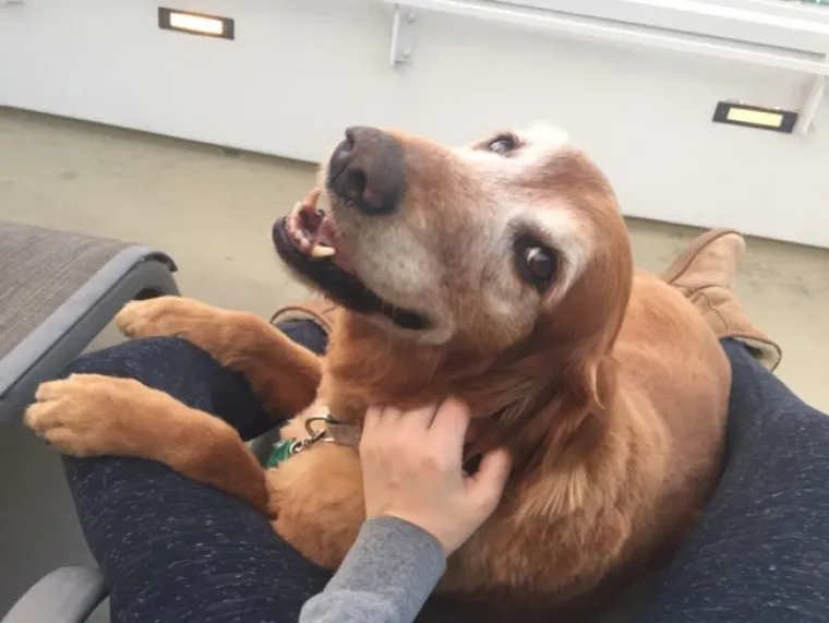 PRESLATKE FACE KOJE ĆE RIJE&Scaron;ITI SVE VA&Scaron;E PROBLEME: Zlatni retriveri idealna su terapija ba&scaron; za sve