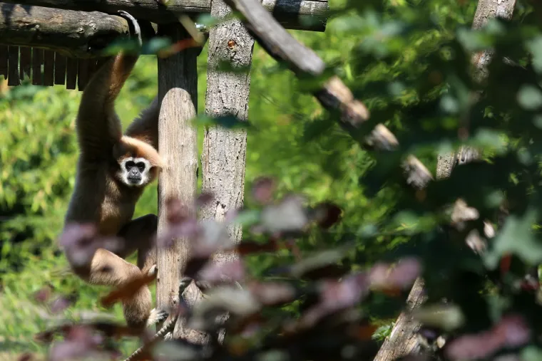 Gibon Kenti zavirio u hrvatsku vrećicu i prognozirao pobjedu Vatrenih protiv &Scaron;panjolske