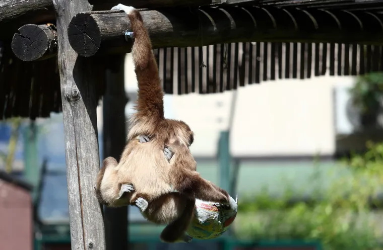 Gibon Kenti zavirio u hrvatsku vrećicu i prognozirao pobjedu Vatrenih protiv &Scaron;panjolske