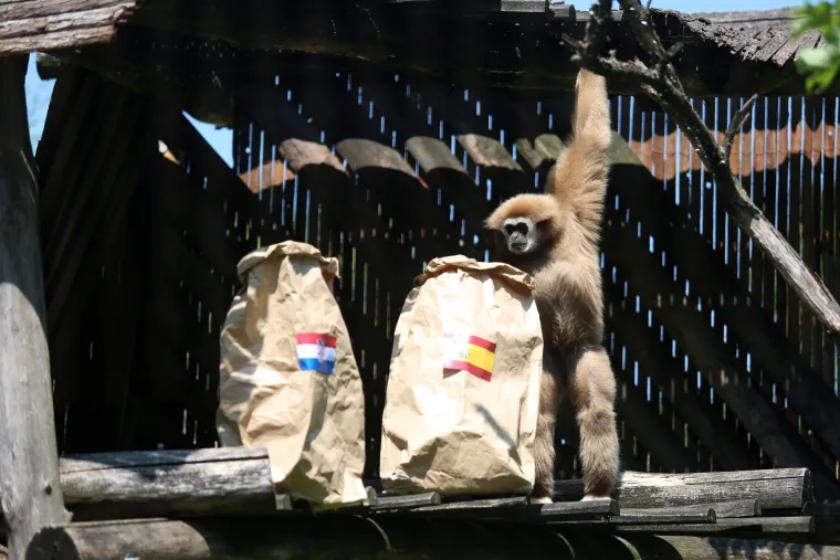 Gibon Kenti zavirio u hrvatsku vrećicu i prognozirao pobjedu Vatrenih protiv &Scaron;panjolske