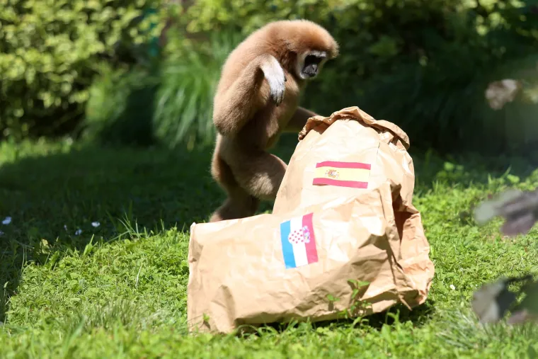 Gibon Kenti zavirio u hrvatsku vrećicu i prognozirao pobjedu Vatrenih protiv &Scaron;panjolske