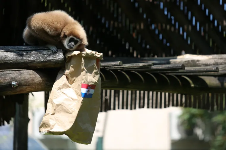 Gibon Kenti zavirio u hrvatsku vrećicu i prognozirao pobjedu Vatrenih protiv &Scaron;panjolske