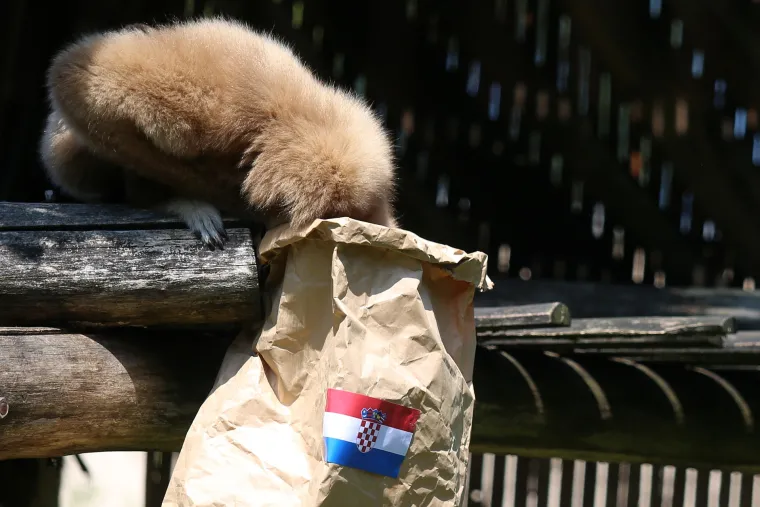 Gibon Kenti zavirio u hrvatsku vrećicu i prognozirao pobjedu Vatrenih protiv &Scaron;panjolske