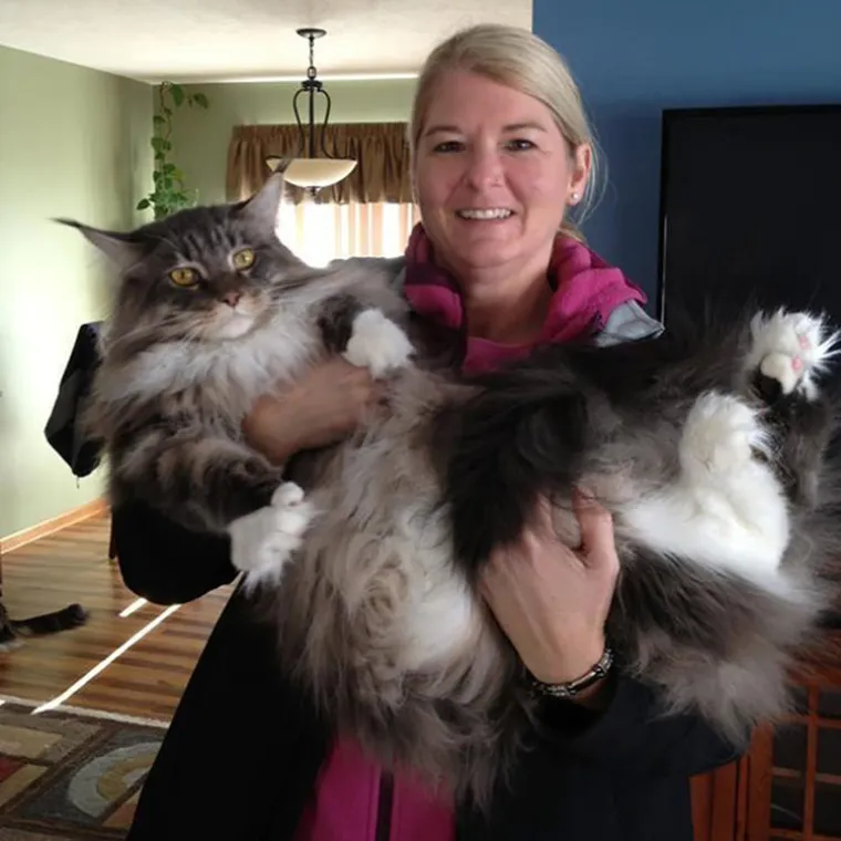 Maine Coon su vrlo dru&scaron;tvene i vole interakciju s ljudima. Poznate su po tome &scaron;to su prijateljski raspoložene, odane i razigrane, a obično se dobro slažu s djecom i drugim ljubimcima. Čak mogu i 'donositi' i daju se voditi na uzici  kao psi
