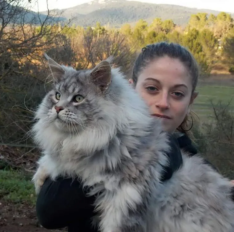 Jo&scaron; jedna teorija o porijeklu Maine Coon maačka navodi da su u Ameriku do&scaron;le s Vikinzima, &scaron;to je potkrepljuju slično&scaron;ću s norve&scaron;kom &scaron;umskom mačkom