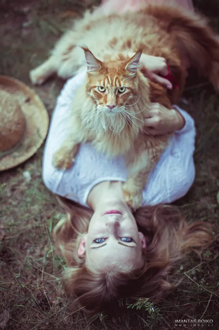 Maine Coon mačke obično ne mijauču, one cvrkuću i 'trepere' (mje&scaron;avina mijaulkanja i predenja). Mogu cvrkutati kad uoče plijen, a treperenje je često izraz sreće.