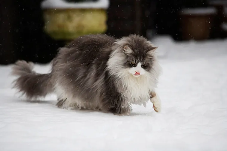 Inače, Maine Coon su izvrsni plivači i imaju vododotporno krzno.